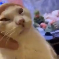頭を撫でてもらう猫
