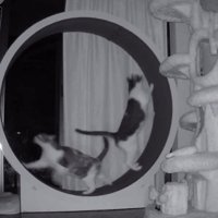 キャットホイールに乗る2匹の猫