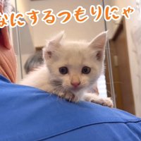 抱っこされる子猫