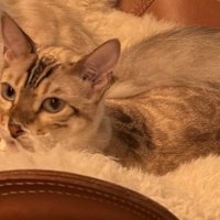 サイベリアンと一緒に椅子の上から飼い主を見つめるベンガル猫