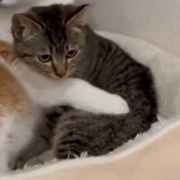 保護された子猫