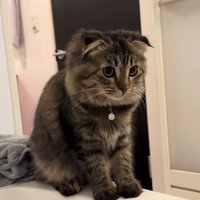バスタブの縁でお座りをしている猫