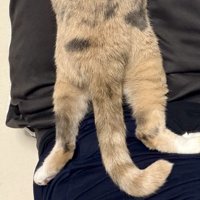 くつろいでいる三毛猫の下半身