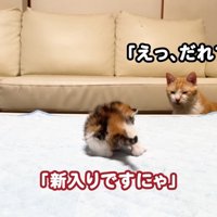 二匹が会話している写真
