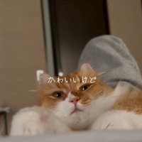 眠そうな猫