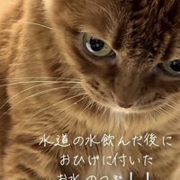 「水道の水飲んだ後に...」のテロップ写真