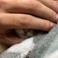 顔を撫でられる猫1