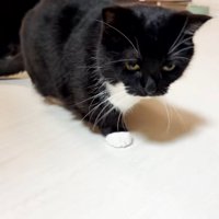 部屋の中を歩く猫