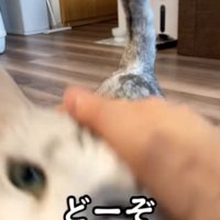 撫でさせてくれる猫