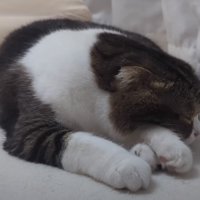 眠る猫