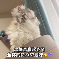黄昏る猫