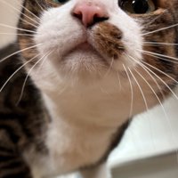 カメラに顔を近づける猫