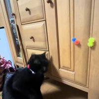 右肩にピンクのボールを乗せている猫
