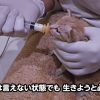 テロップ「元気とは言えない状態でも～」