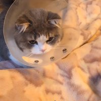 エリカラを着けた猫（立派なお耳が生えたね）