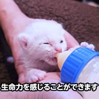 哺乳瓶でミルクを飲む子猫