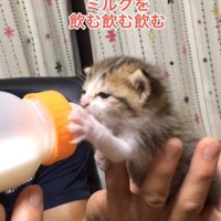 ミルクを飲んでいる子猫