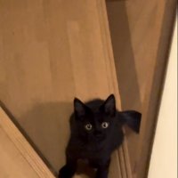 飼い主さんを上目遣いで見る子猫