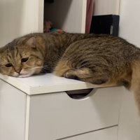 しょんぼりとした表情の猫さん