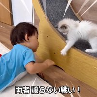 テロップ「両者譲らない戦い！」