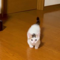歩いてくる子猫