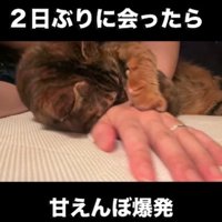人の腕を前足で抱える猫
