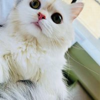 ちょこんと舌を出すミヌエット
