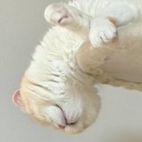 首が落ちそうになる猫