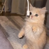 目を丸くしてスマホのコードを見つめる子猫