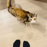 飼い主さんのほうを見る三毛猫