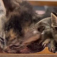 ご飯を食べる子猫