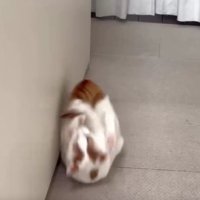 転がる猫