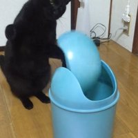 立ち上がる猫