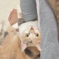 飼い主の足をけりけりして抗議している三毛猫の様子