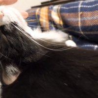 手にスリスリするチコちゃん