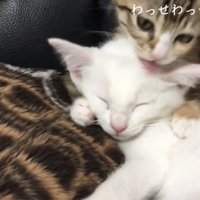 毛づくろいしている猫の写真1