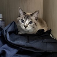 洋服タンスの中で座り込む猫