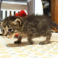 不安そうな子猫