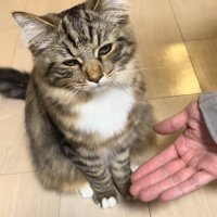 手のひらを差し出されて半目になってカメラの方に顔を向けている猫