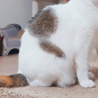 お腹