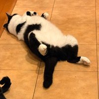 仰向けになって、足を広げながらくつろぐ白黒猫
