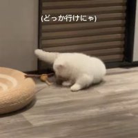 絡まったおもちゃを取ろうとする猫