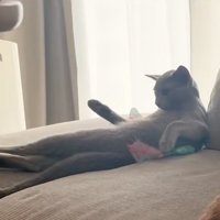 前足を上げる猫