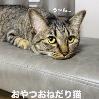 おやつをねだるキジトラ猫