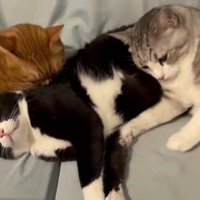 2匹の猫に毛づくろいされる猫