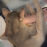 腕に抱きついて寝る湊くん