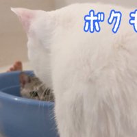 桶に入るマロちゃんの前へやってきたチロくん