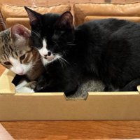 箱に入っている猫