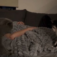 ベッドにいる猫たち