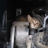 エンジンルームに子猫